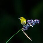 A vibrant Warbling White-eye perched on deep blue flowers in Taipei's natural setting.