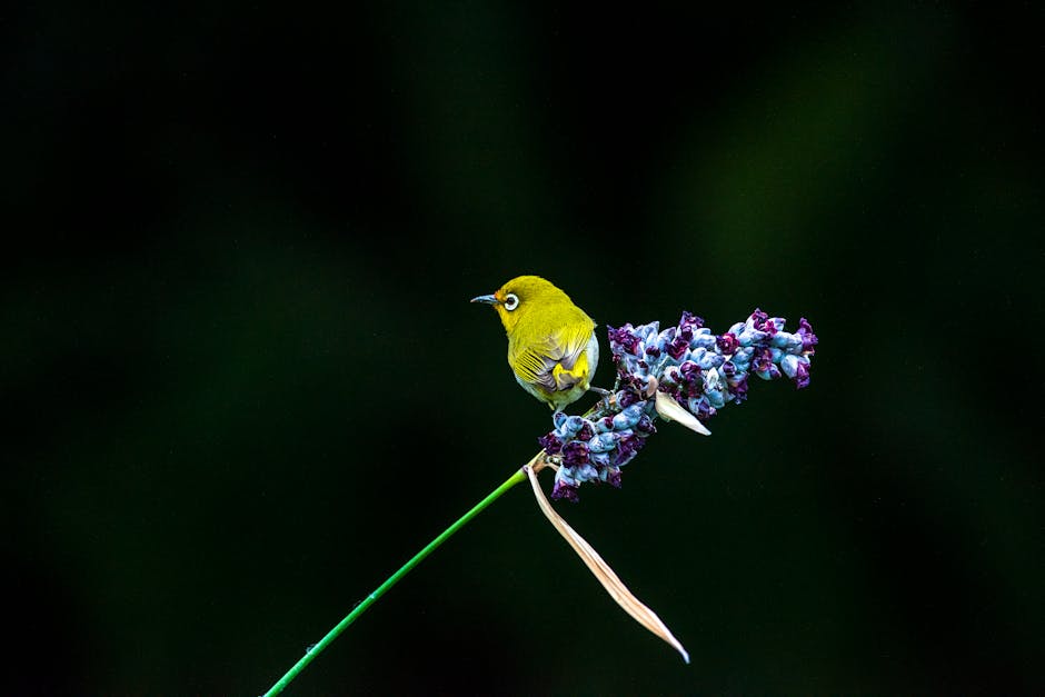 A vibrant Warbling White-eye perched on deep blue flowers in Taipei's natural setting.