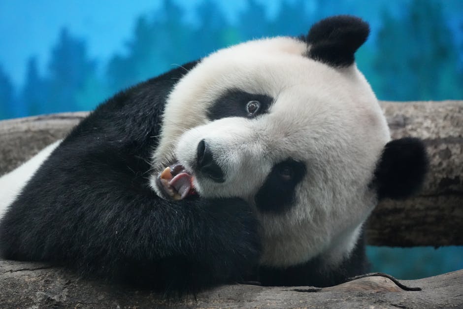 Close-up of a playful giant panda relaxing on a tree branch in Taipei Zoo.